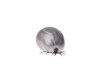 Ixodes