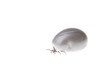 Ixodes