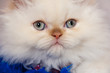 Photo: gatto 2 gatto 2