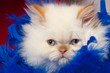 Photo: gatto gatto