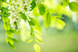 acacia flowers