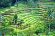 Amazing Rice Terrace field, Ubud, Bali,  Indonesia.