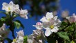Apfelblüte vid 02
