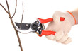 Trimming tree branch with pruner isolated on white