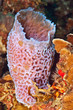 Azure vase sponge