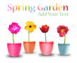 Spring Flower Pots on White Spring Flower Pots on White