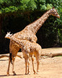 Giraffe female with her young Giraffe female with her young