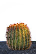 Cactus in Lanzarote island, Spain Echinocactus grusonii (Golden Cactus in Lanzarote island, Spain Echinocactus grusonii (Golden