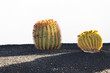 Cactus in Lanzarote island, Spain Echinocactus grusonii (Golden Cactus in Lanzarote island, Spain Echinocactus grusonii (Golden