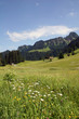 Naturbelassene Almwiese