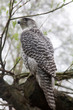White morph  Siberian gyrfalcon (Falco rusticolus intermedius).