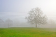 misty tree
