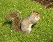 eating grey squirrel