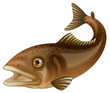 Trout illustration