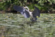 airone cenerino