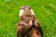 Asian Short Clawed Otter Asian Short Clawed Otter