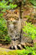 Scottish Wildcat Scottish Wildcat