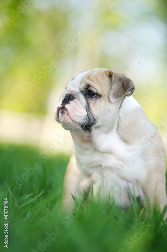 Photo: Cute english bulldog puppy outdoors Cute english bulldog puppy outdoors