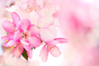 Sakura flowers blooming