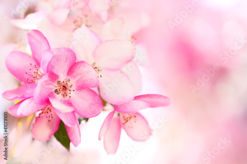 Photo: Sakura flowers blooming Sakura flowers blooming
