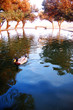 Photo: Wildfowl in lake Wildfowl in lake