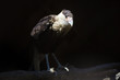 Caracara