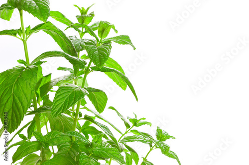 Photo: Fresh green Mint (Mentha) isolated on white background. Fresh green Mint (Mentha) isolated on white background.
