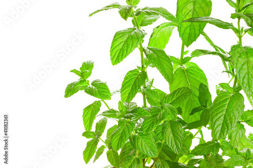 Photo: Fresh green Mint (Mentha) isolated on white background. Fresh green Mint (Mentha) isolated on white background.