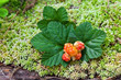 Cloudberry closeup in summer. Fresh wild fruit.