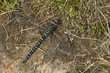 Foto: Torf-Mosaikjungfer 4 Torf-Mosaikjungfer 4