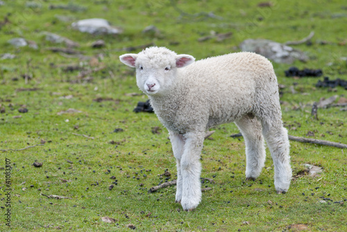 Photo: Lost and lonely lamb in paddock Lost and lonely lamb in paddock
