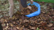 Man puts fallen leaves into plastic bag