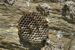 Foto: Wespennest 01 Wespennest 01