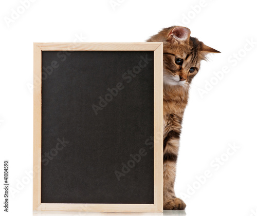Photo: Cat with blackboard Cat with blackboard