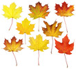 Foto: Fall Maple Leaf Collage Fall Maple Leaf Collage