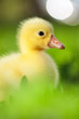 Domestic gosling