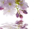 Leinwanddruck Bild - spring