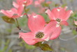 Pink Dogwood Flowers