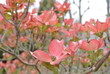 Pink Dogwood Flowers