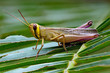 Grasshopper