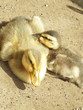 Foto: zwei junge enten zwei junge enten