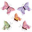 Detaily fotografie graceful tropical butterflies