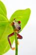 Rotaugenlaubfrosch