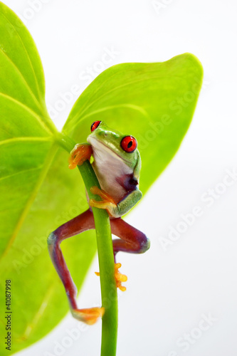 Foto: Rotaugenlaubfrosch Rotaugenlaubfrosch