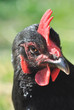portrait d'une poule portrait d'une poule