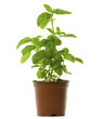 basilic en pot ou en godet