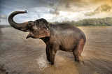 elephant bath in Kerela , south india - Fine Art prints