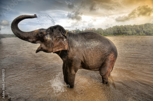 Photo: elephant bath in Kerela , south india elephant bath in Kerela , south india