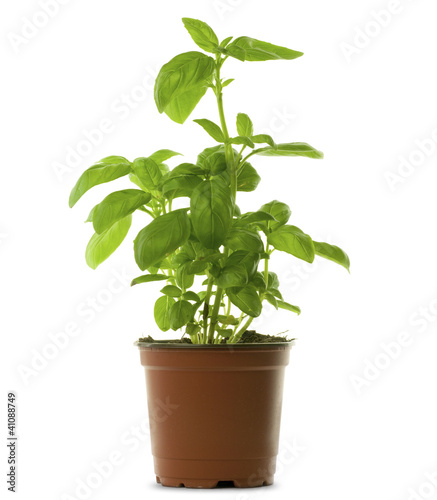 Photo: basilic en pot ou en godet basilic en pot ou en godet