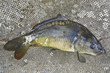 carp in a landing net